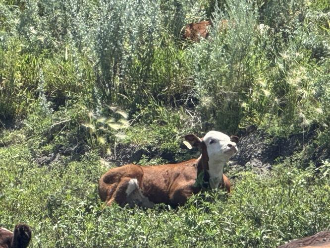 Crop to forage 3.jpg