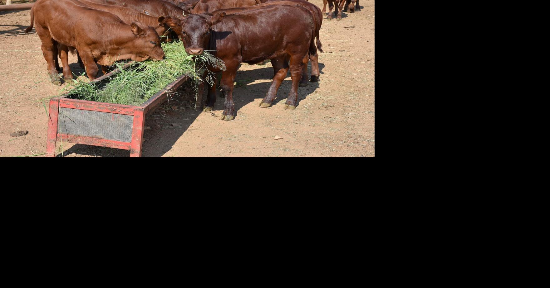 South African livestock industry in crisis