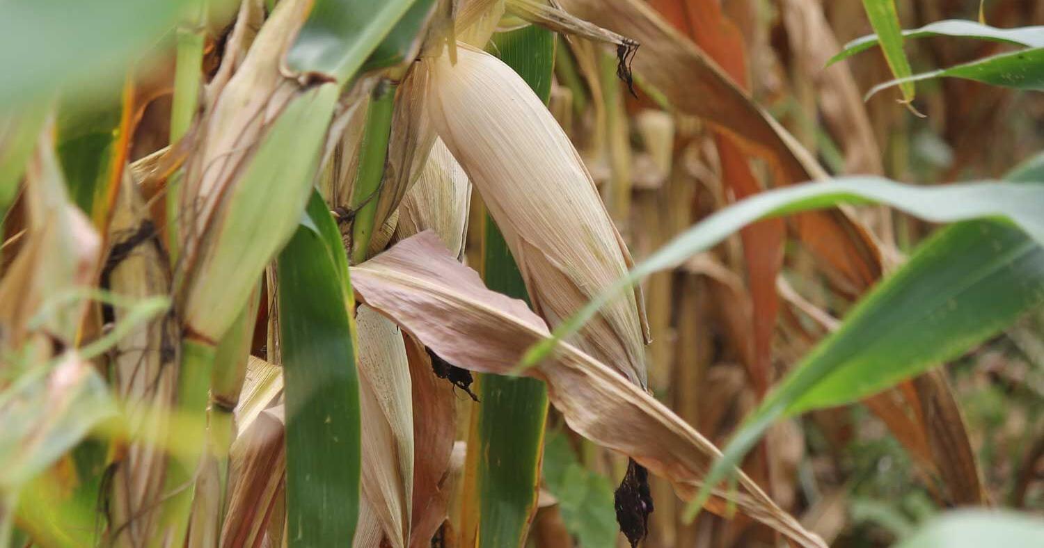 Monmouth yields highlight of 2023 University of Illinois corn trials - Vimarsana News