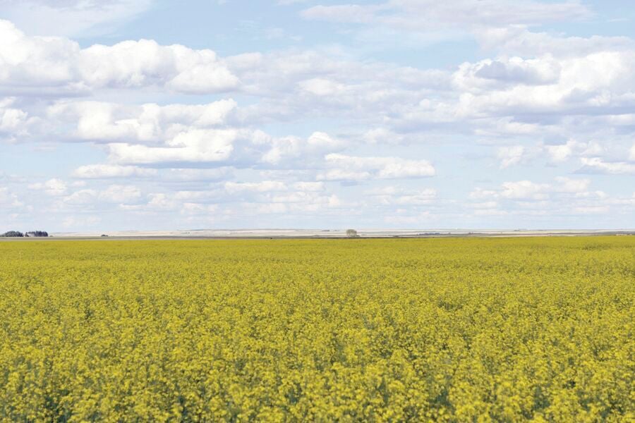 Canola