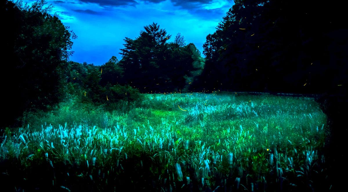 fireflies
