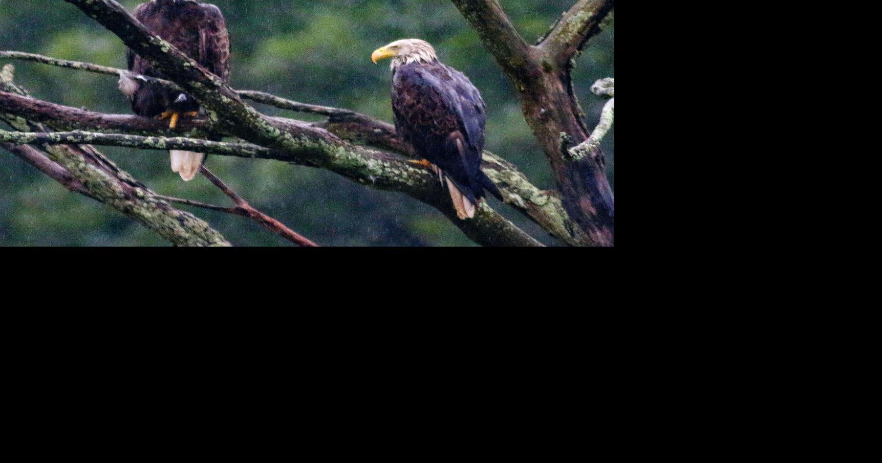 Bald eagles