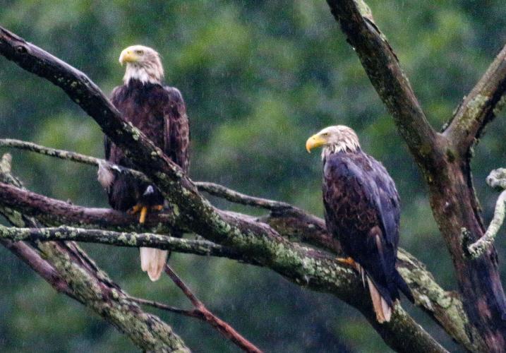 Bald eagles