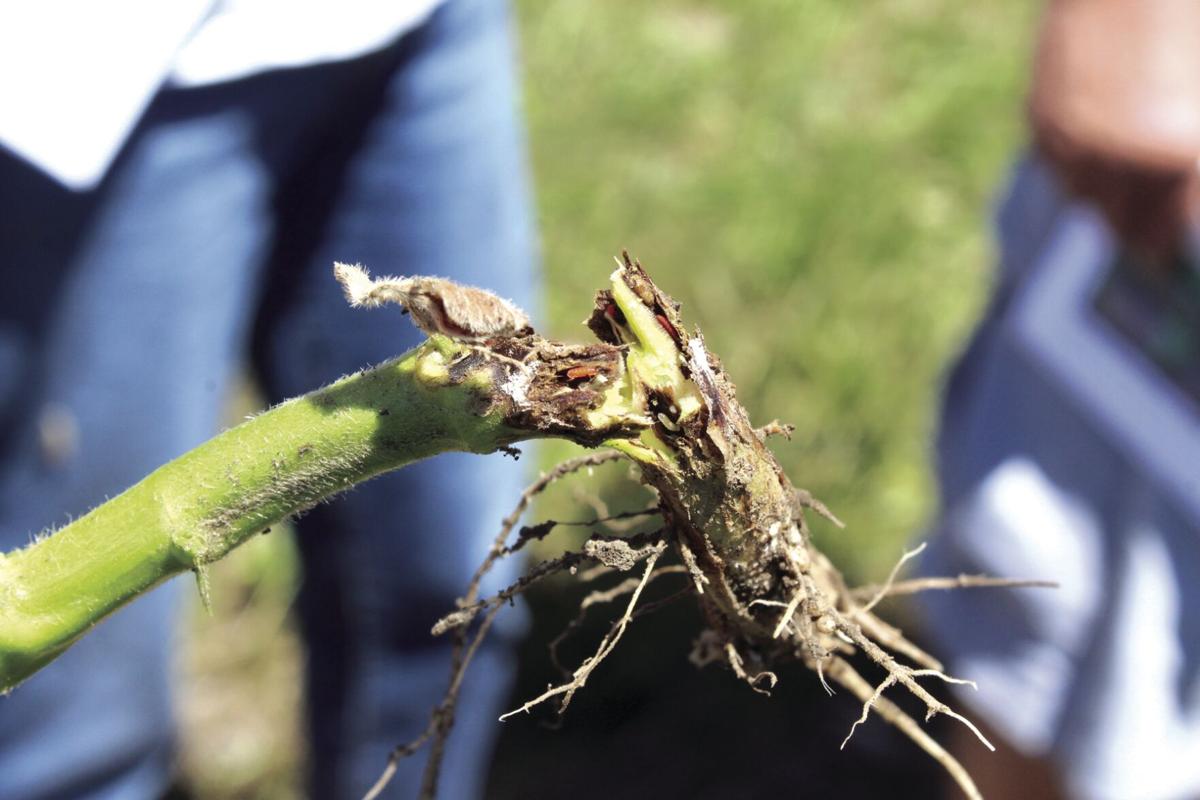Soybean gall midge (13) - worked.jpg