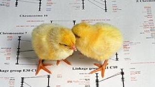 Chicks atop a picture of genetic map of chicken