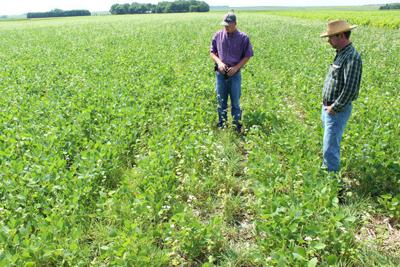 Lacey soybean field