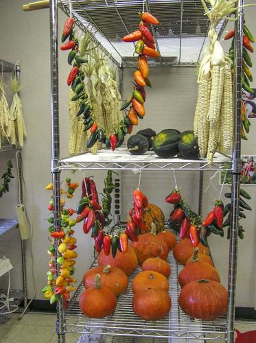 Squash, peppers and corn