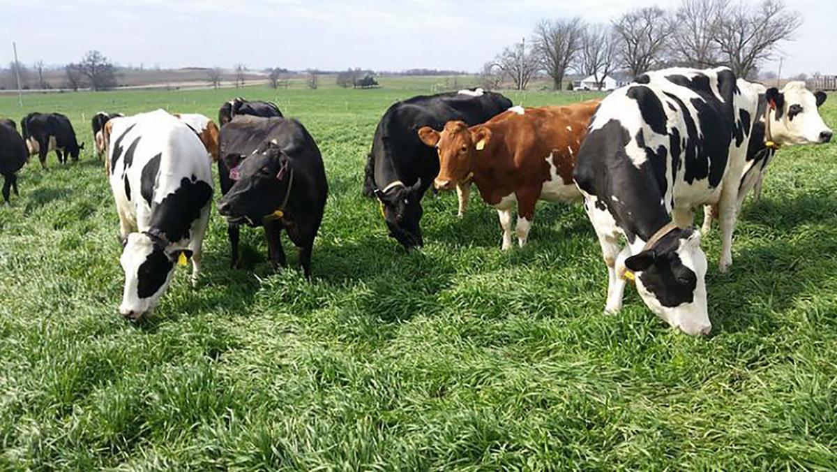 dairy cows