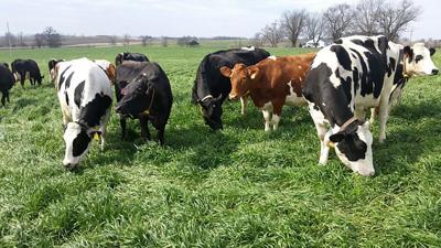 dairy cows