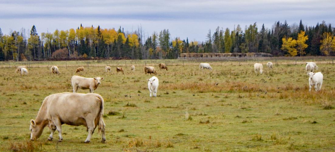 Cattle in field cows