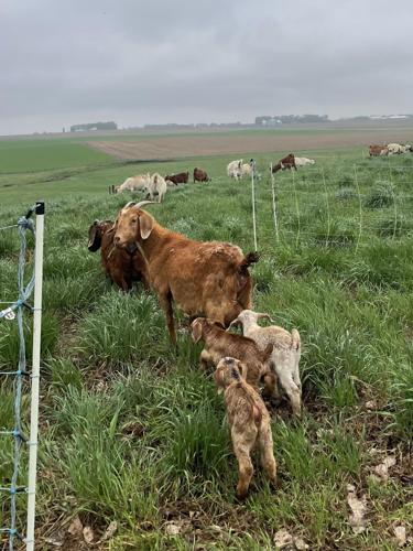 goats move to new grass.jpg