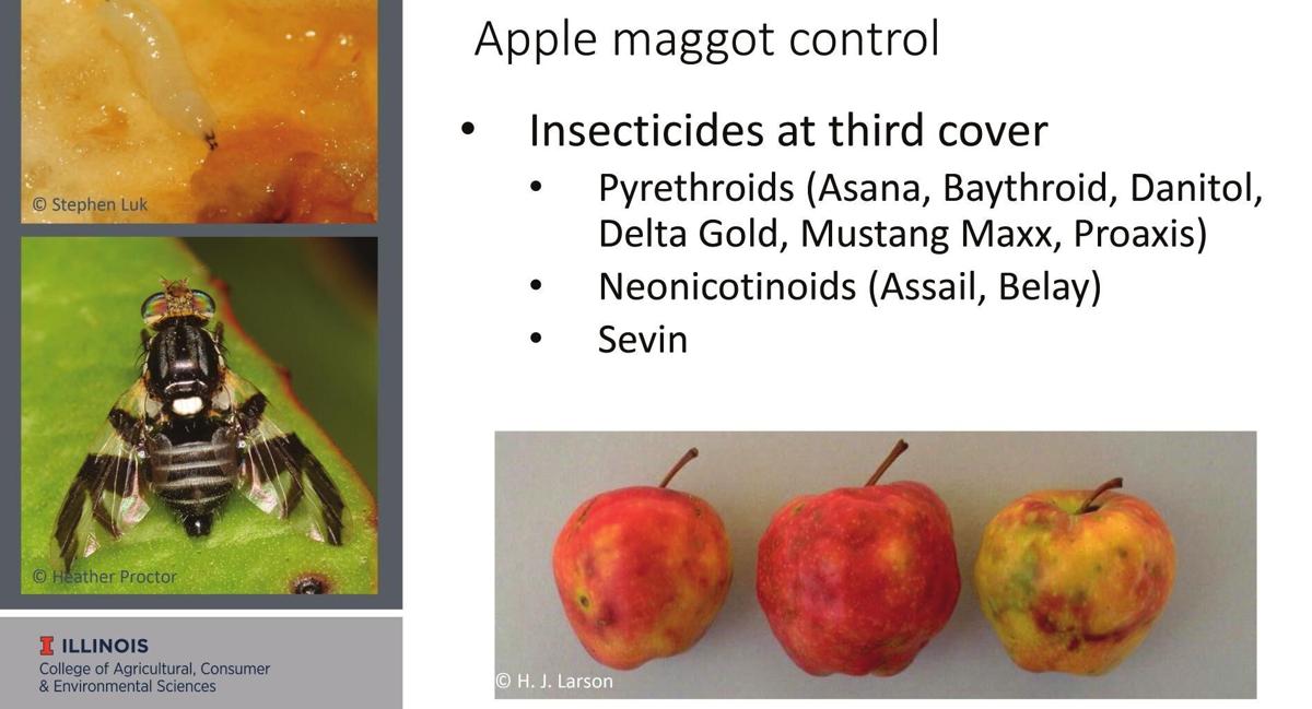 Apple maggot control