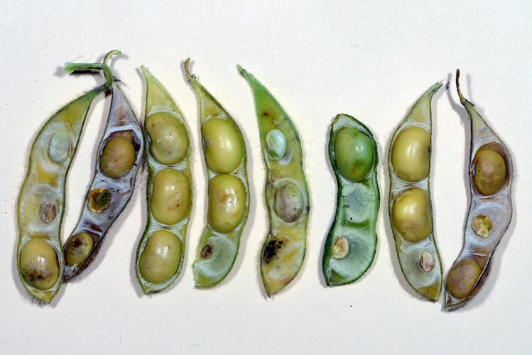 Stink bugs damage pods and soybean seeds