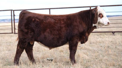 Pyramid Crow Peak from Pyramid Beef