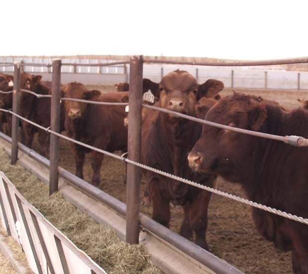 South Dakota cattle numbers up