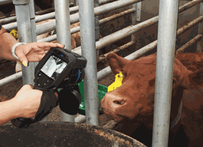 cow thermometer