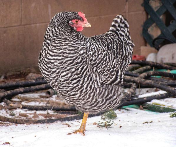 Chicken
