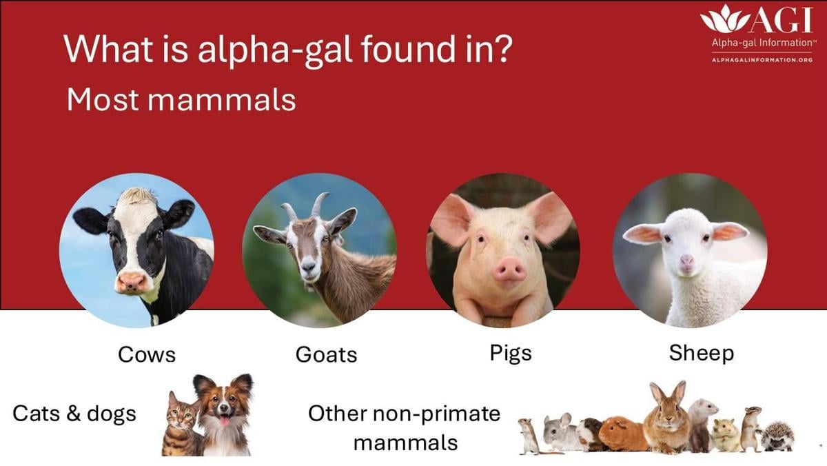 Where is alpha-gal found