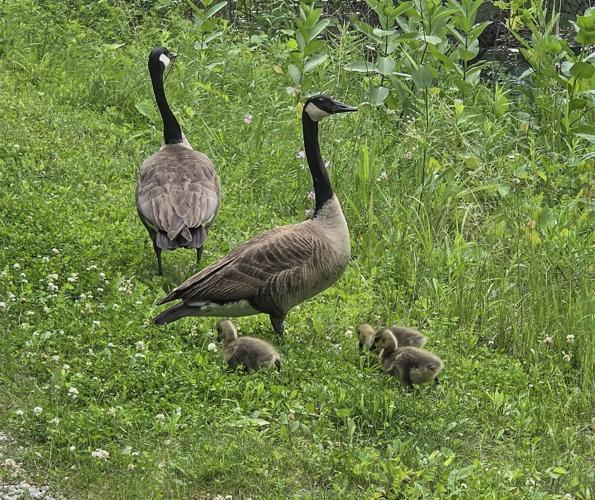 Canada geese