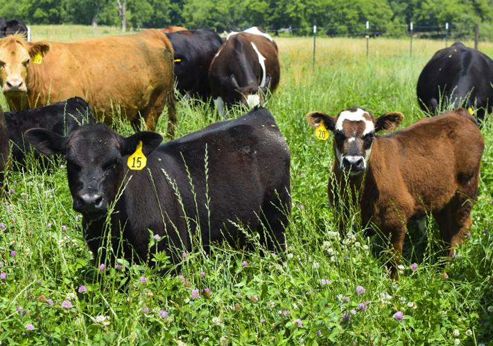 Cattle on pasture in field