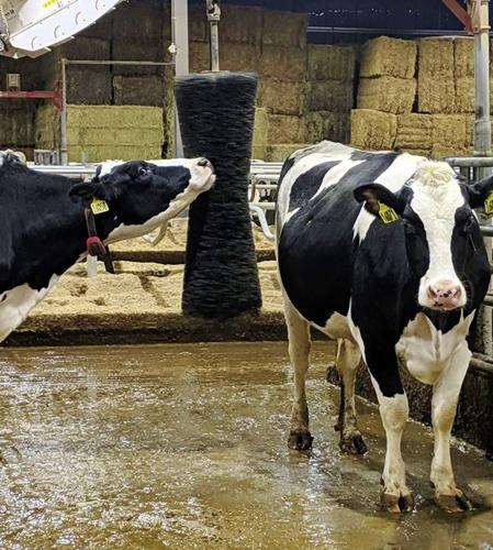 Cows at brush and in alley