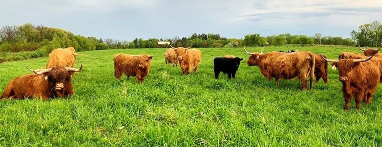 Scottish Highland cattle grazing