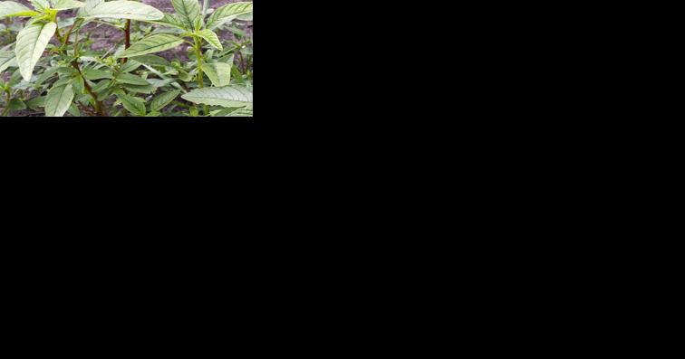 EPA reapproves weed killer dicamba with new protections