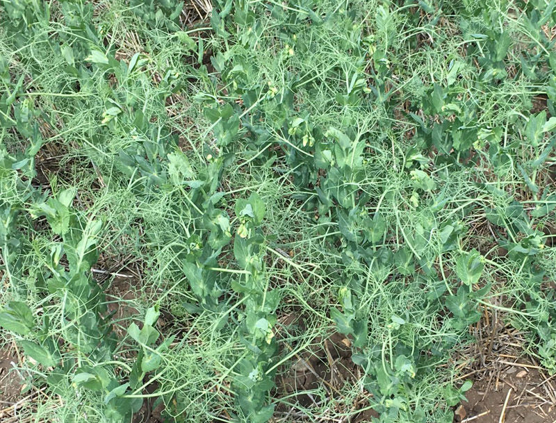 Field peas