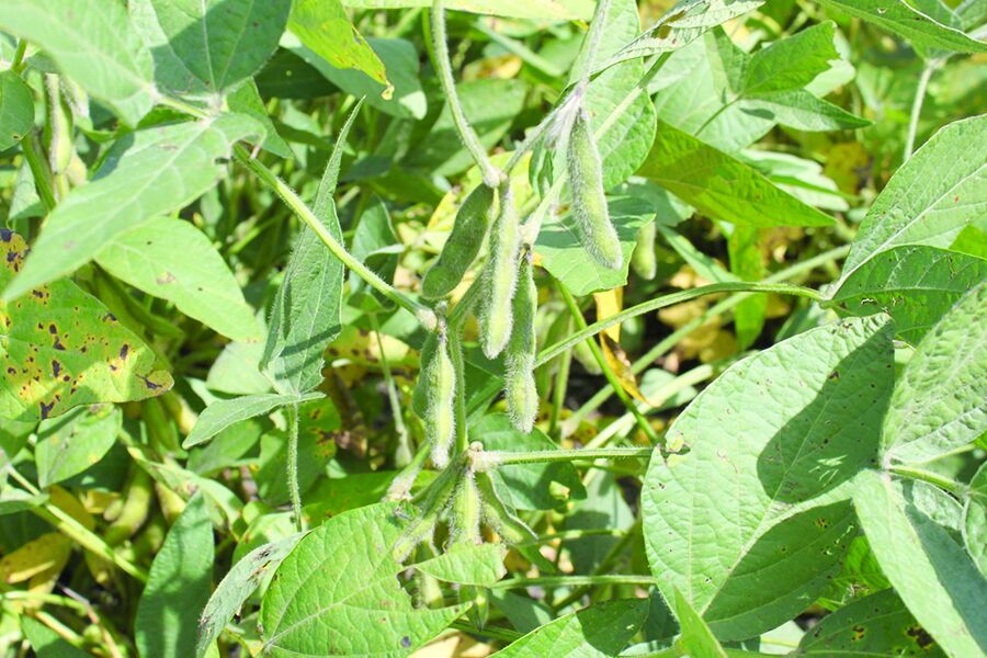 Soybean
