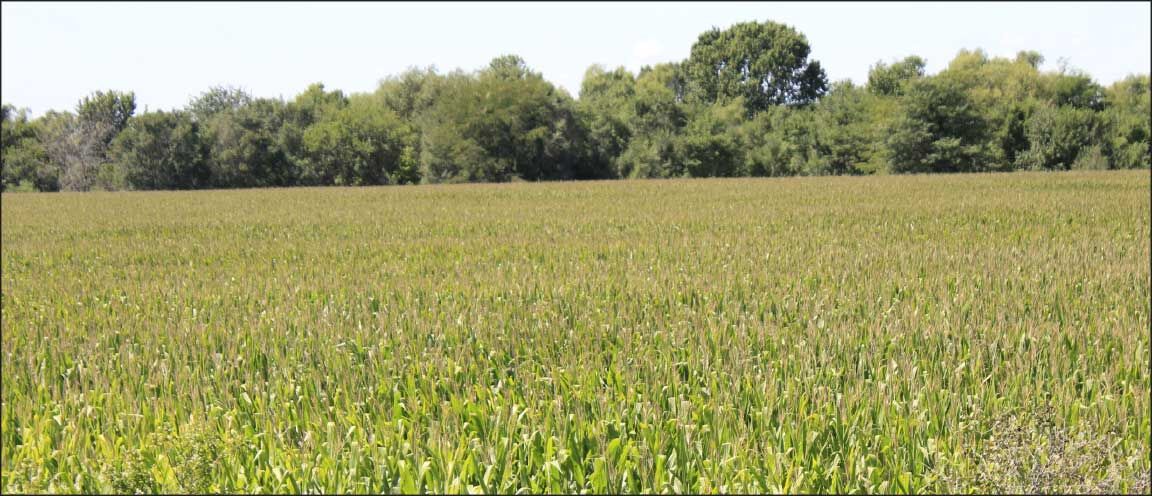 University of Illinois Variety Testing corn field