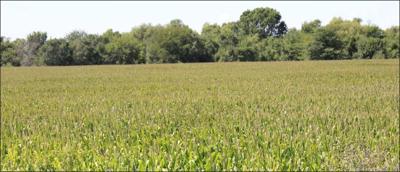 University of Illinois Variety Testing corn field