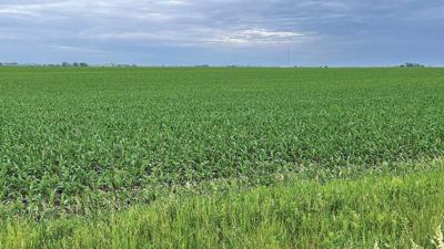 IA crop update June field