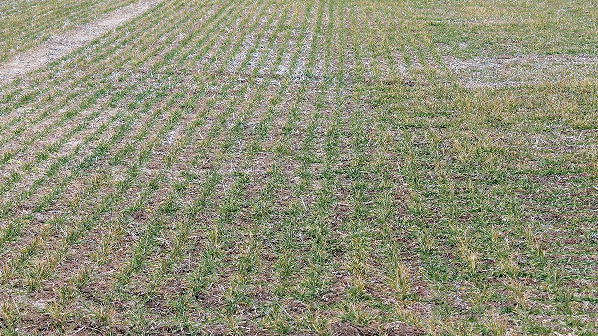 winter wheat crop