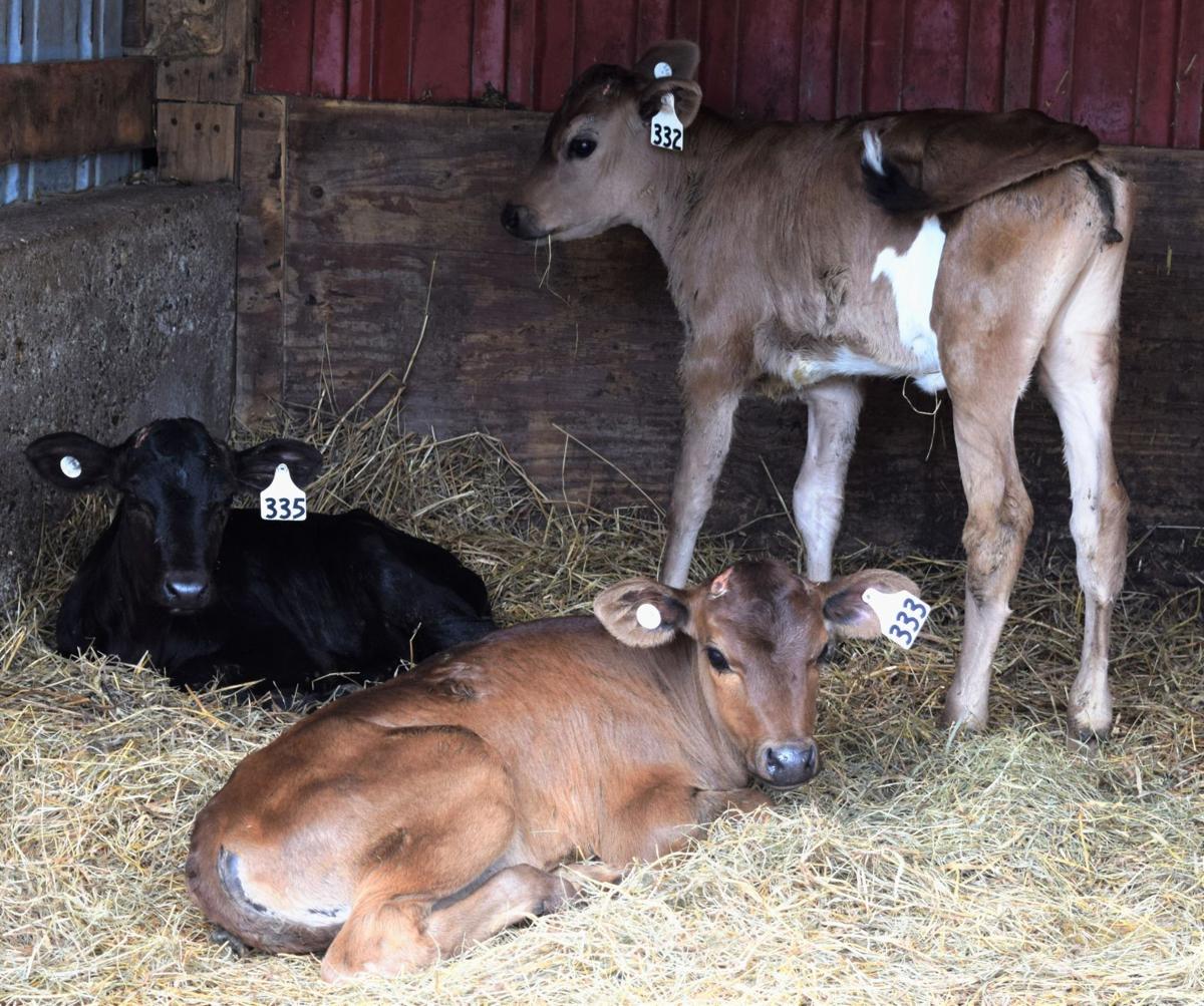 Calves in clean bedding