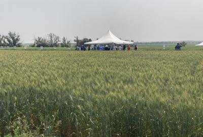 Winfield Answer Plot