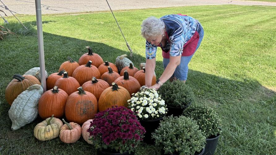 Tending the pumpkins