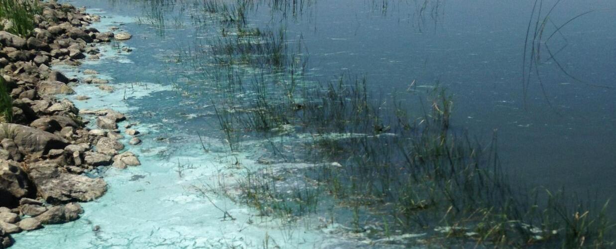 Cyanobacteria