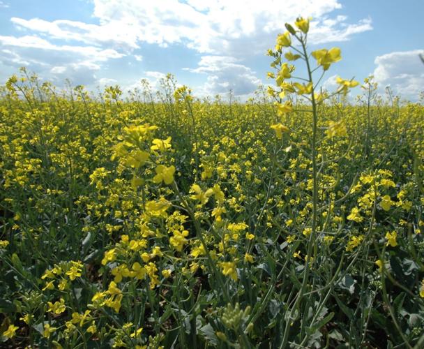canola pic