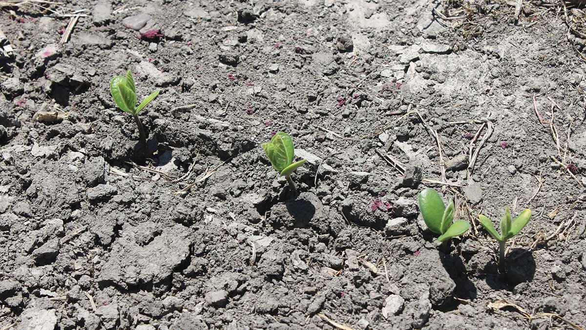 Early planting of soybeans