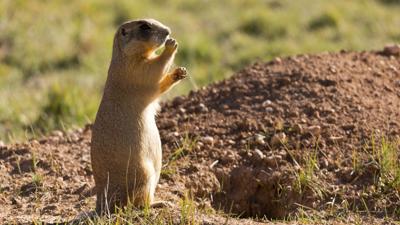 Prairie dog control options available to Montana producers