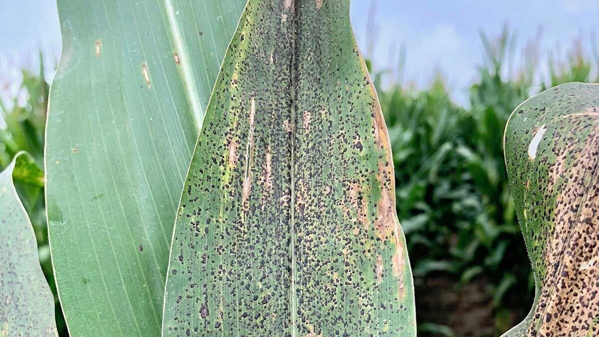 Tar spot