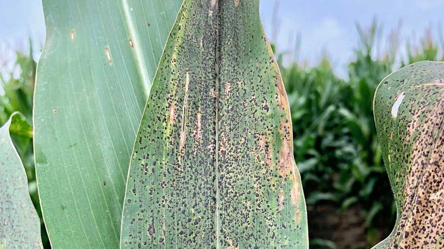Tar spot