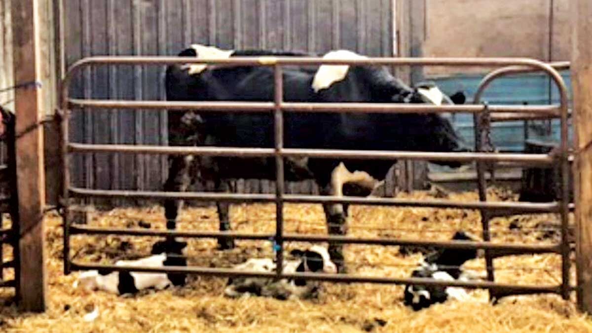Holstein cow delivered triplets