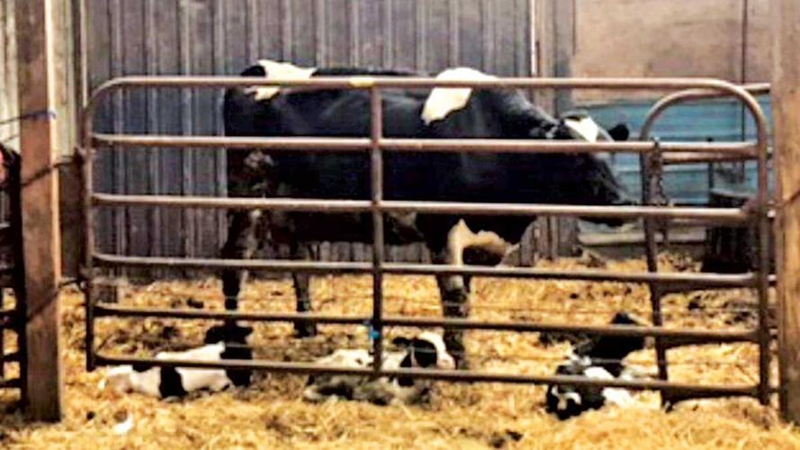 Holstein cow delivered triplets