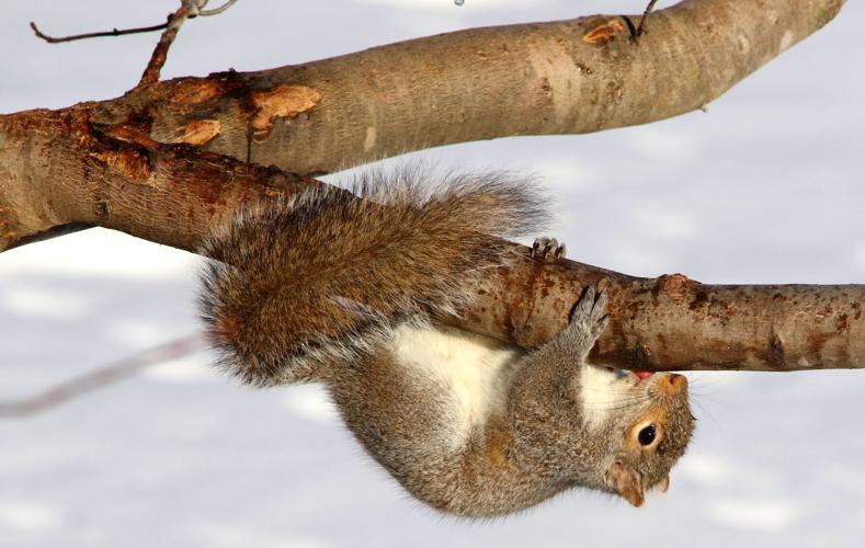 Gray squirrel
