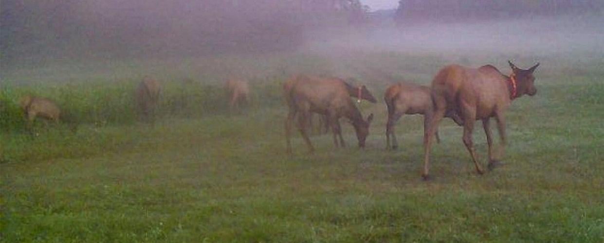 Elk grazing
