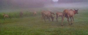 Elk grazing