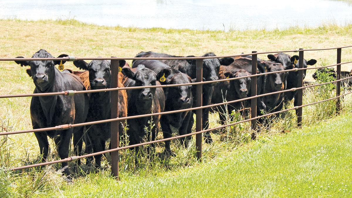 Cattle file photo
