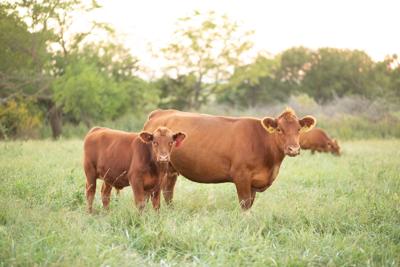 Gelbvieh cow size
