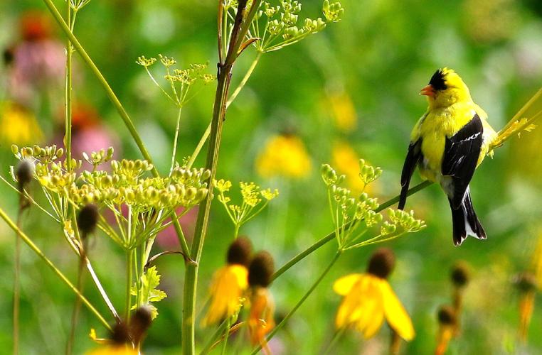 Birds